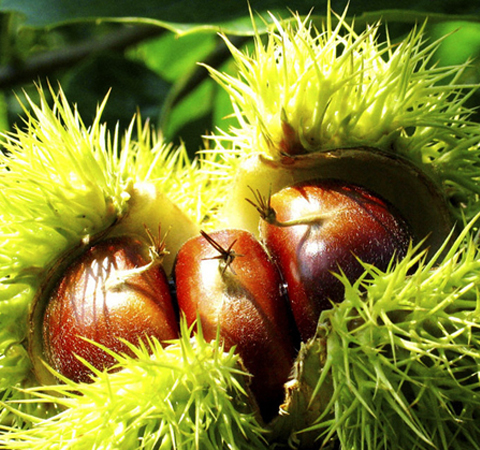 板栗的作用与功效 板栗怎么去皮