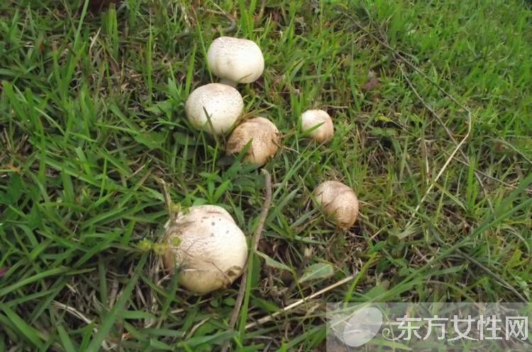 野生蘑菇的营养价值 野生蘑菇的六大做法