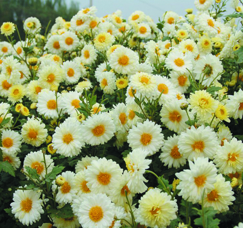 白菊花的功效与作用 白菊花有哪些泡法