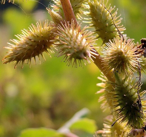 苍耳子的功效与作用 揭苍耳子的禁忌