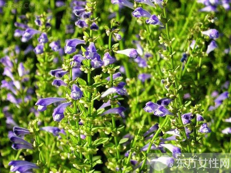 治疗扁平疣的三大偏方 扁平疣有什么危害