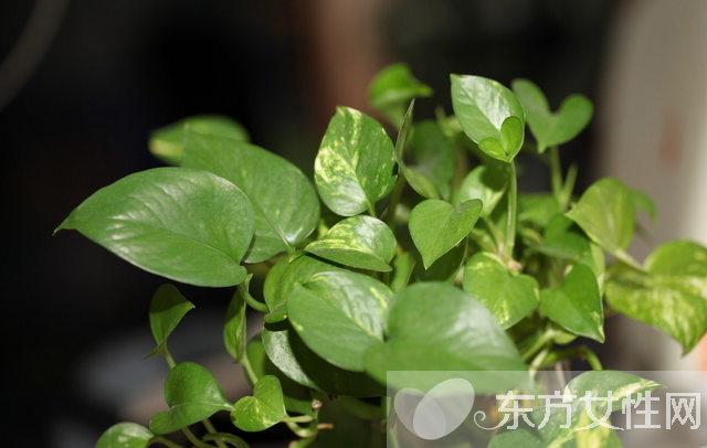 绿萝的养殖方法和注意事项 教你绿萝繁殖步骤