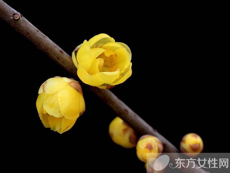 腊梅花怎么养 2要点教你如何病虫防治