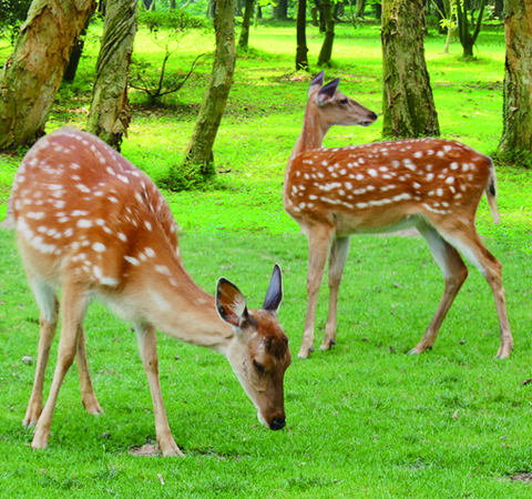 梅花鹿之鹿血的功效及其作用