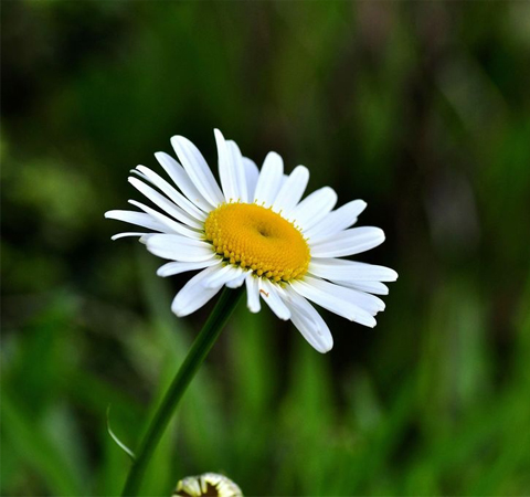 白菊花的功效 揭白菊花的食用方法