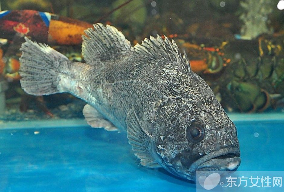 石斑鱼的营养价值有哪些  揭秘石斑鱼的功效与作用