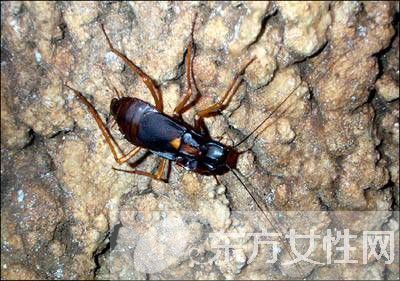 蟑螂怎么消灭 驱蟑螂妙法三招