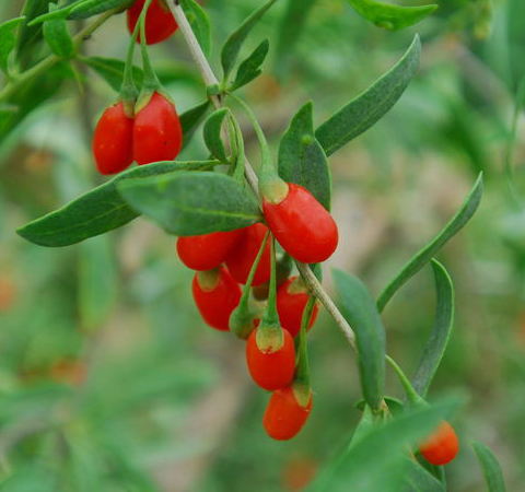 揭枸杞的功效和副作用 过量食用问题多