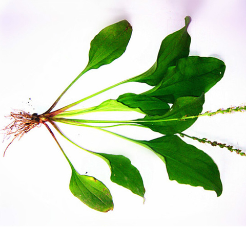 车前草的作用是什么 对心血管系统有疗效