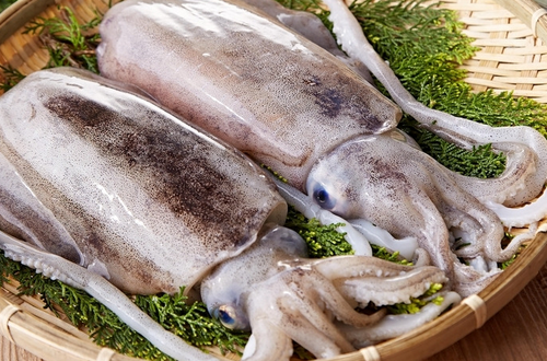 墨鱼的营养价值      富含钙磷铁蛋白质