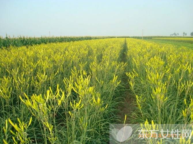 新鲜黄花菜的做法 鲜黄花菜的烹饪小技巧