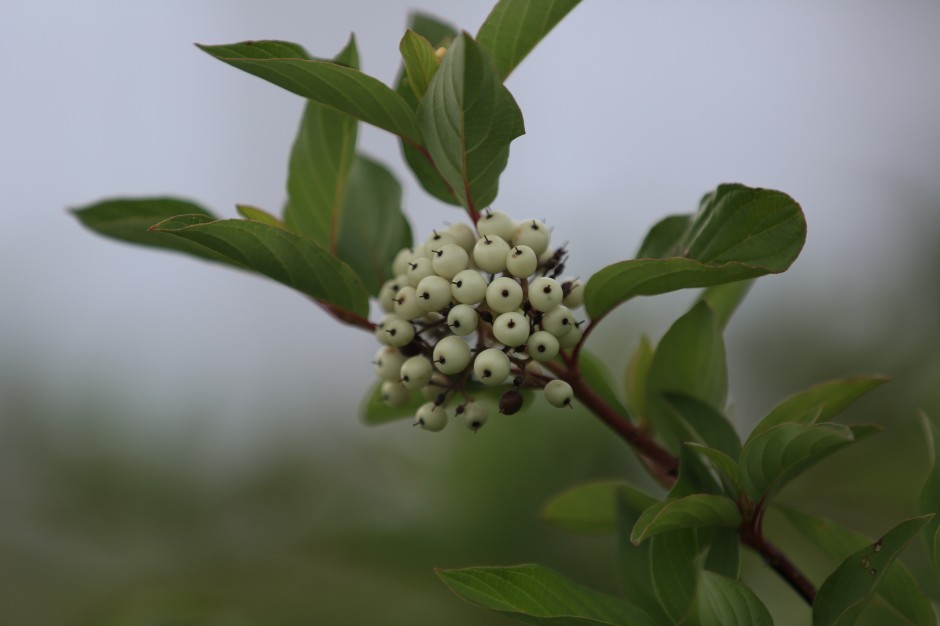 吃白果有什么好处  白果不能和什么一起吃