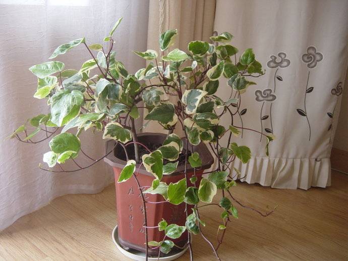 长青藤的养殖方法介绍 常青藤怎么繁殖