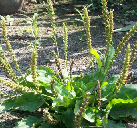 车前子的功效与作用有哪些 有何禁忌