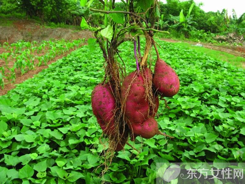 红薯的吃法有哪些 揭红薯的功效与作用
