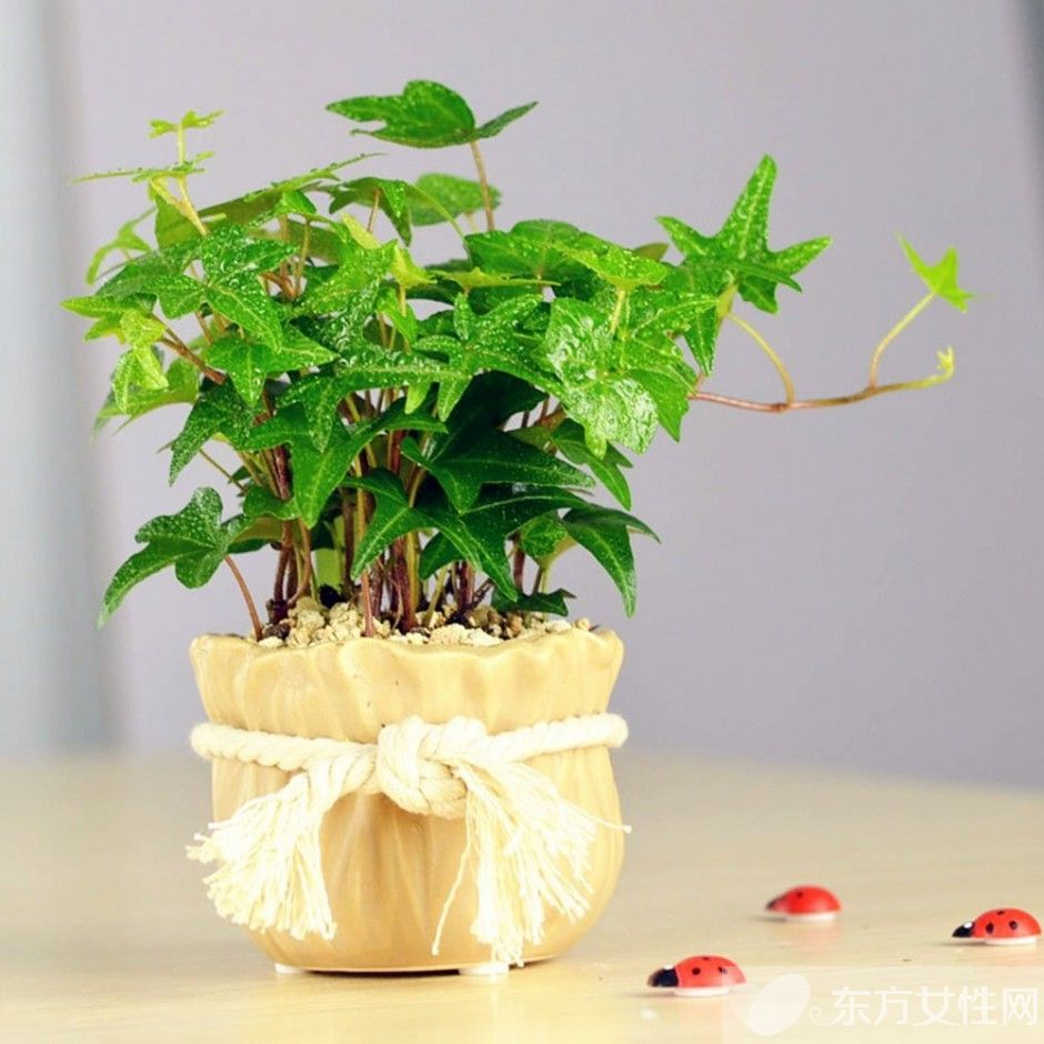 长青藤的养殖方法介绍 常青藤怎么繁殖