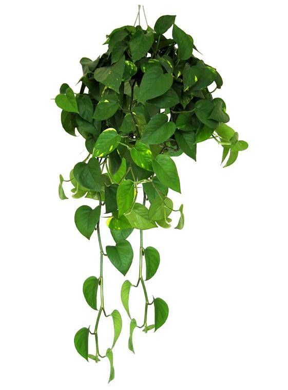 怎样种植绿萝 绿萝换盆的注意事项