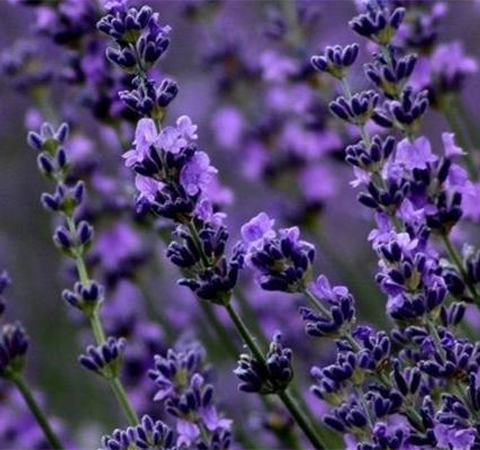 揭薰衣草的作用 薰衣草的好处有哪些