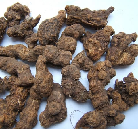 苍术的作用与功效及食用方法