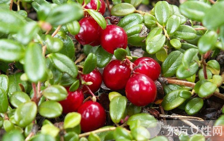 小红莓是什么？蔓越莓的五大功效