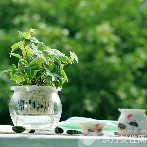 长青藤的养殖方法介绍 常青藤怎么繁殖