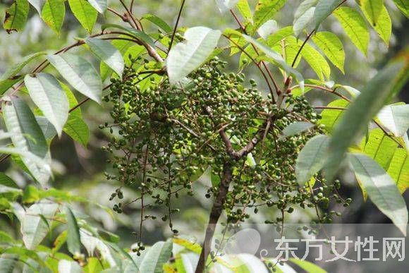 有毒植物有哪些 绝对不能碰的有毒植物