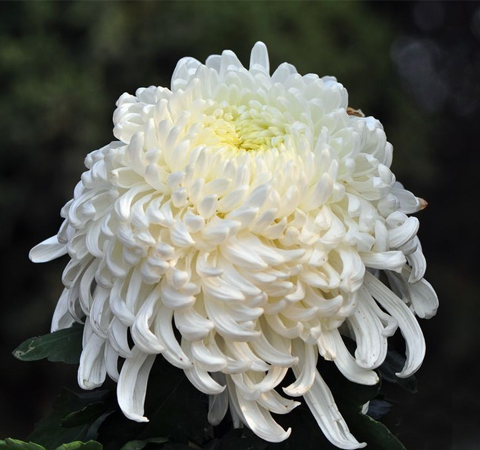 白菊花的功效 揭白菊花的食用方法