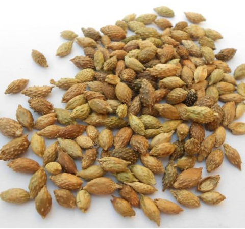 苍耳子的功效与作用 揭苍耳子的禁忌