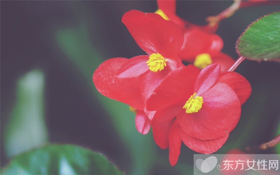 四季秋海棠怎么养 四季秋海棠养殖注意事项揭秘