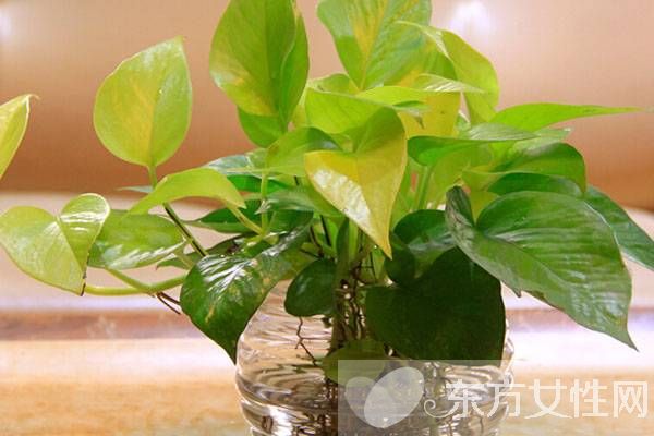 绿萝的养殖方法和注意事项 教你绿萝繁殖步骤