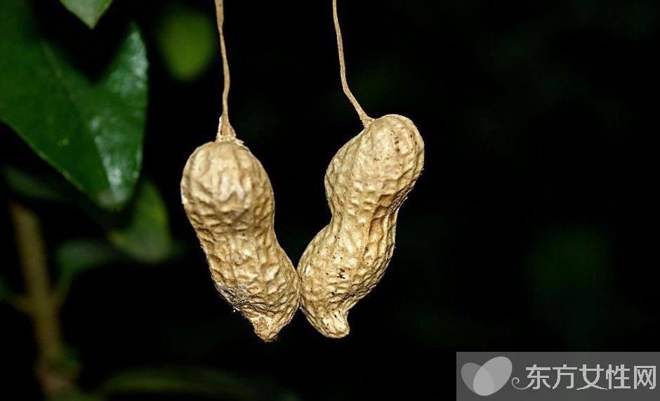 煮花生多长时间能熟  哪些人不宜吃花生