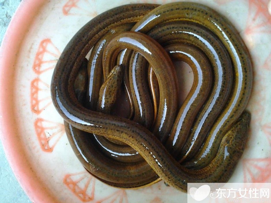 黄鳝怎么做好吃 黄鳝的营养价值