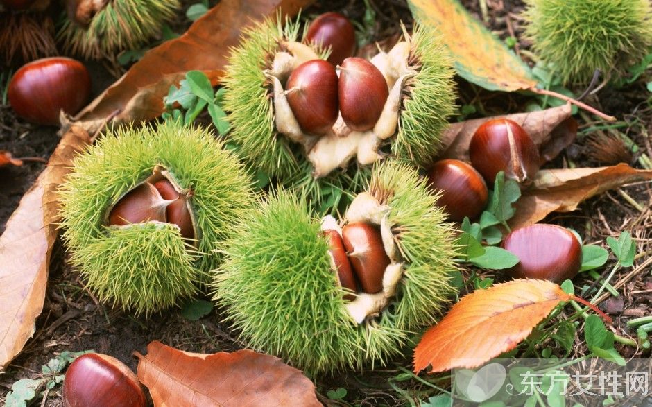 栗子怎么剥皮  板栗生吃有什么好处