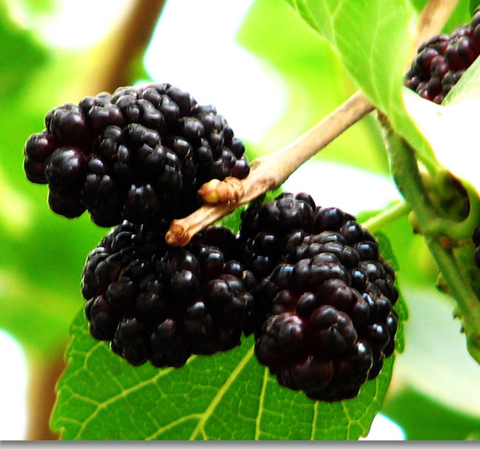 桑葚的作用有哪些 6种功效大盘点