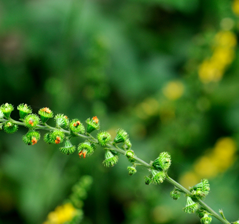 仙鹤草的功效与作用及禁忌