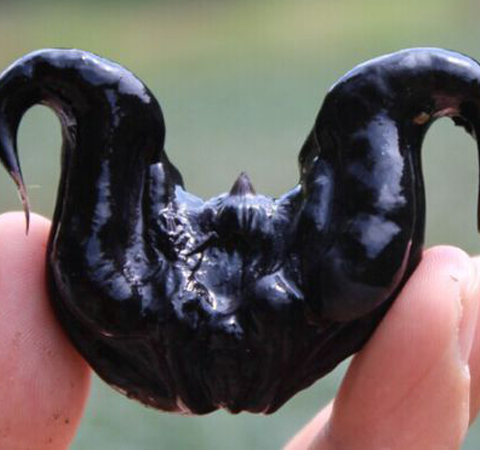 细说菱角粉的功效和作用有哪些