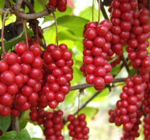 五味子的功效与作用 五味子该怎么吃