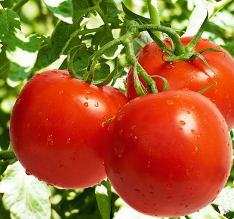 西红柿的营养价值 吃西红柿警惕放白糖