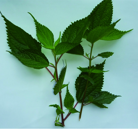 溪黄草的副作用是什么 怎么避免