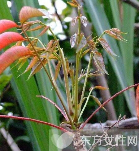 有毒植物有哪些 绝对不能碰的有毒植物