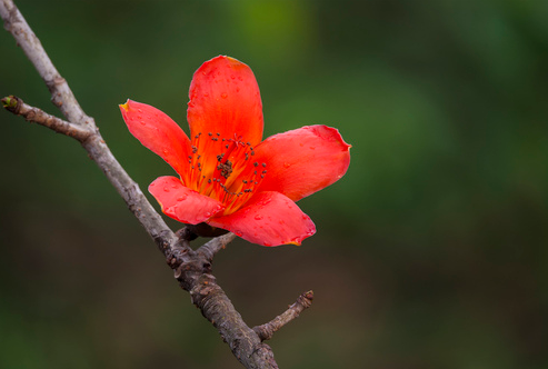 揭木棉花的功效与作用 原来它凉茶配方之一