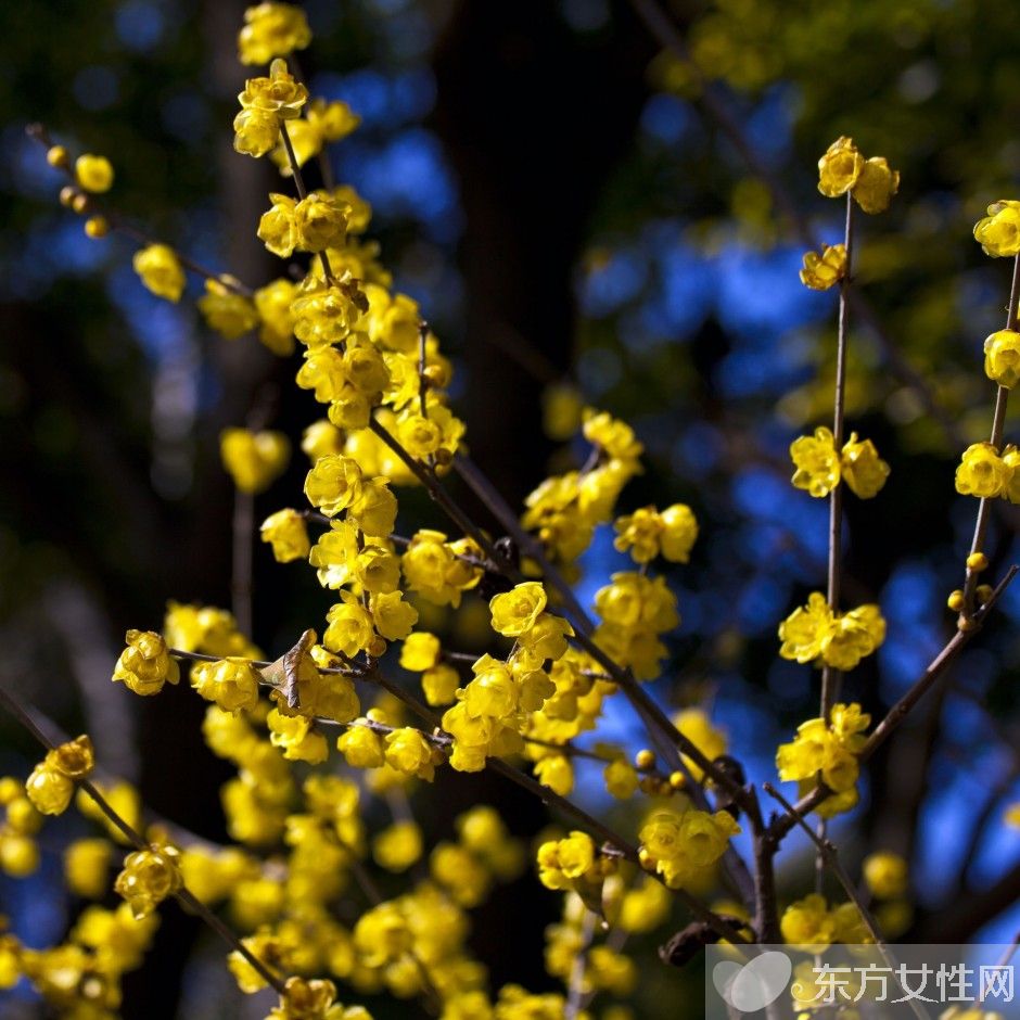 腊梅花怎么养 2要点教你如何病虫防治
