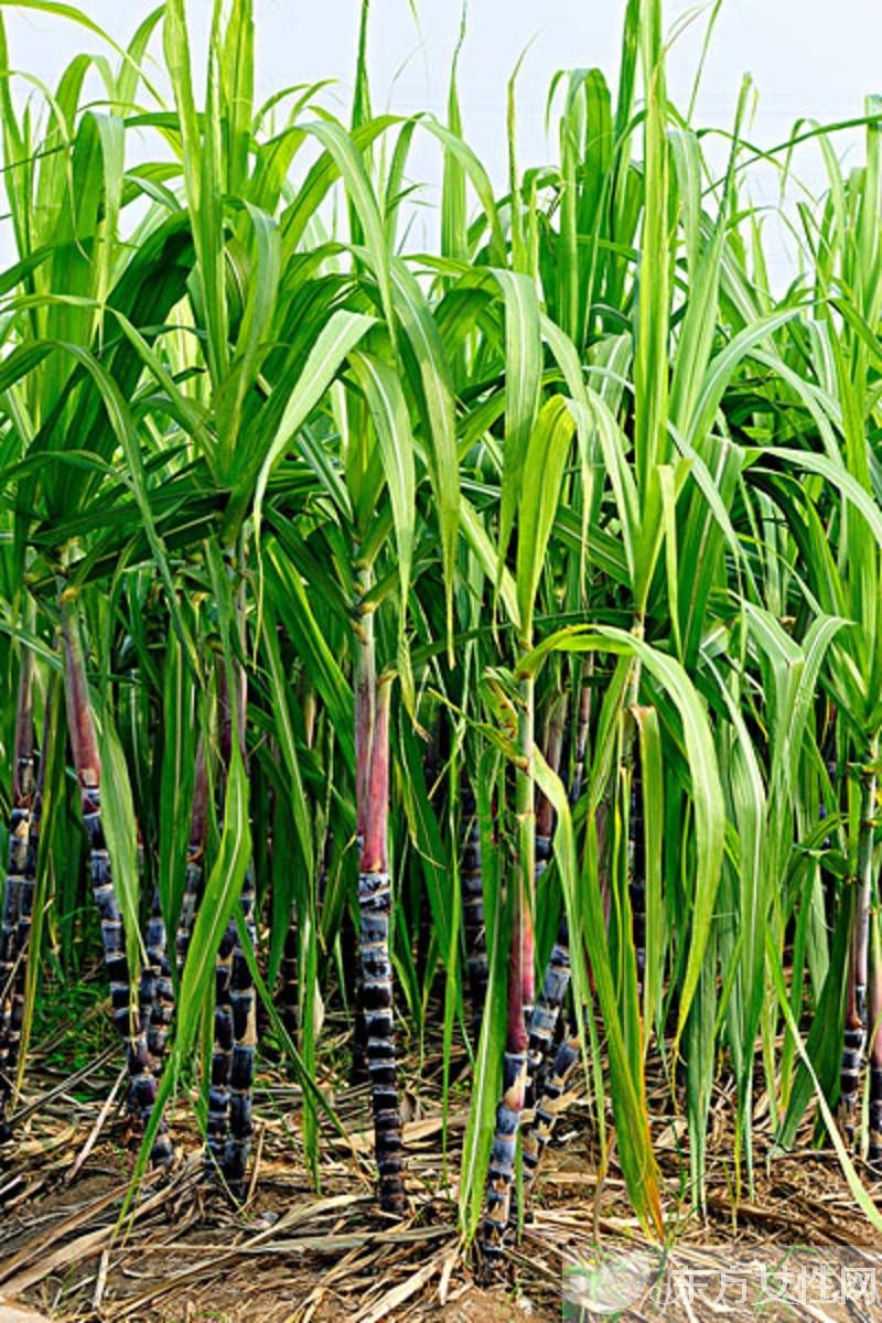 快速解酒的方法有哪些 酒后饮食对解酒的影响