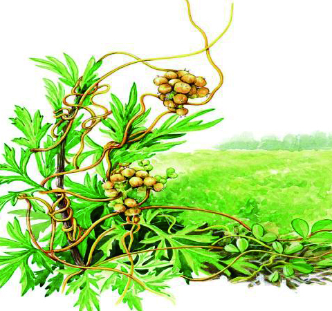 菟丝子的功效与作用及食用方法