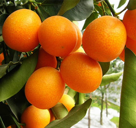 预防慢性疾病全靠它 揭金桔的功效与作用