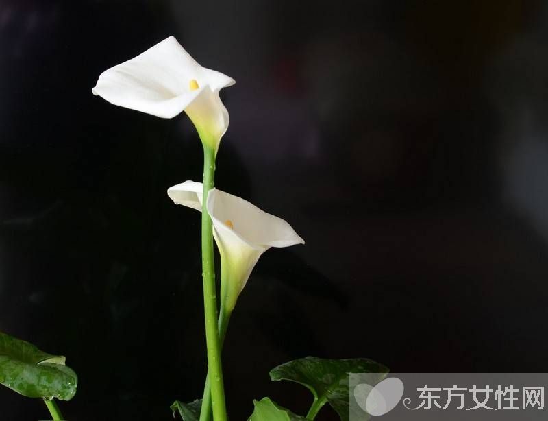 马蹄莲有毒吗 马蹄莲能放在卧室养吗