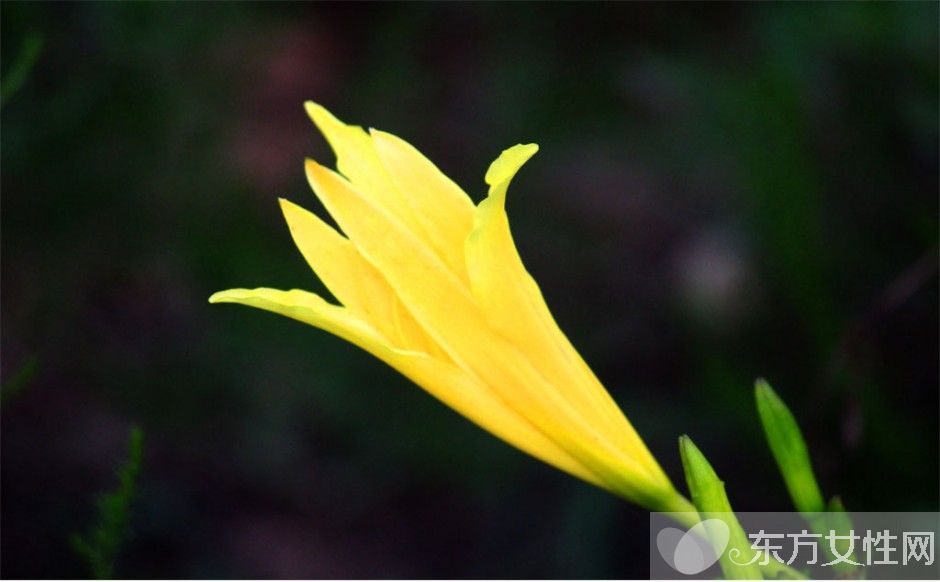 新鲜黄花菜的做法 鲜黄花菜的烹饪小技巧