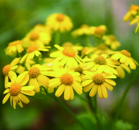 野菊花茶的功效与作用及食用方法