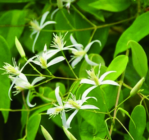 中药甘草的作用与功效及用法