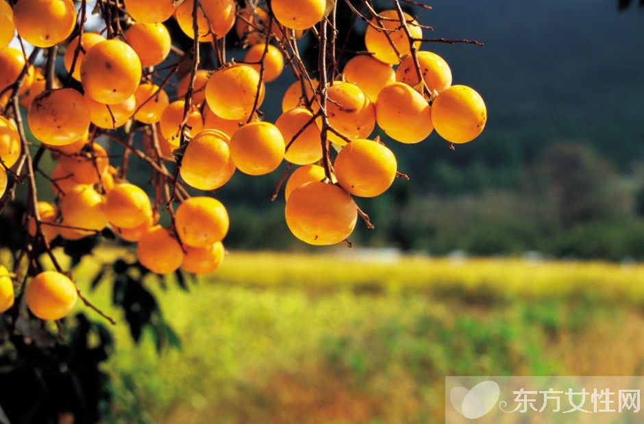 柿子的热量高吗 吃柿子的4大注意事项需警惕